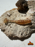 Provoke 3.2 inch "The Don" PaddleTail SwimBait (10 baits per pack)