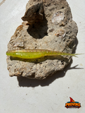 Provoke 5 inch Homer’s-Sista JerkShad (6 baits per pack)