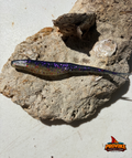 Provoke 5 inch Mardi-Gras JerkShad (6 baits per pack)