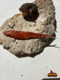 Provoke 5 inch SapSucker JerkShad (6 baits per pack)