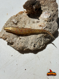 Provoke 5 inch "The Don" JerkShad (6 baits per pack)